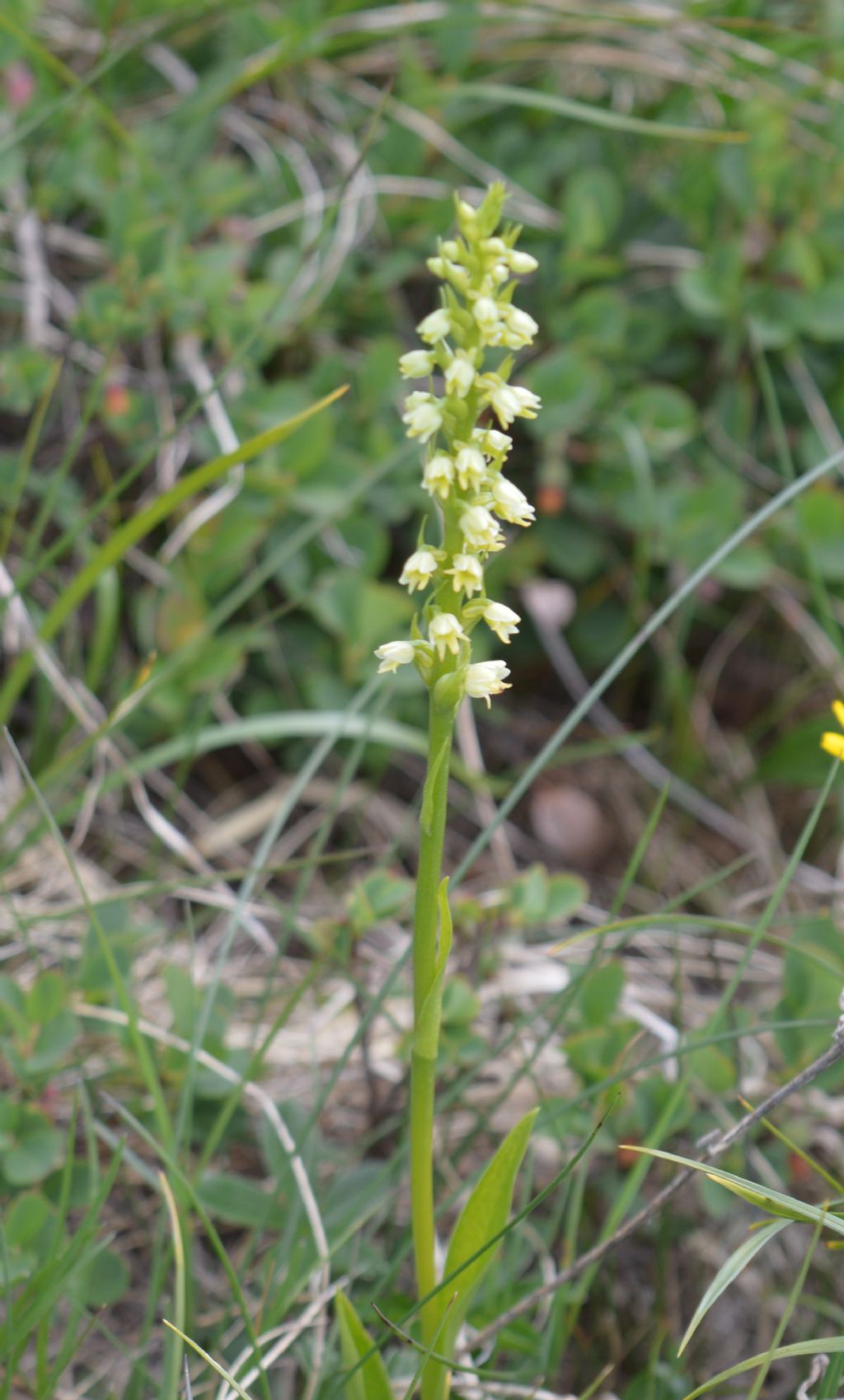 mi sono buttato - Pseudorchis albida subsp. tricuspis